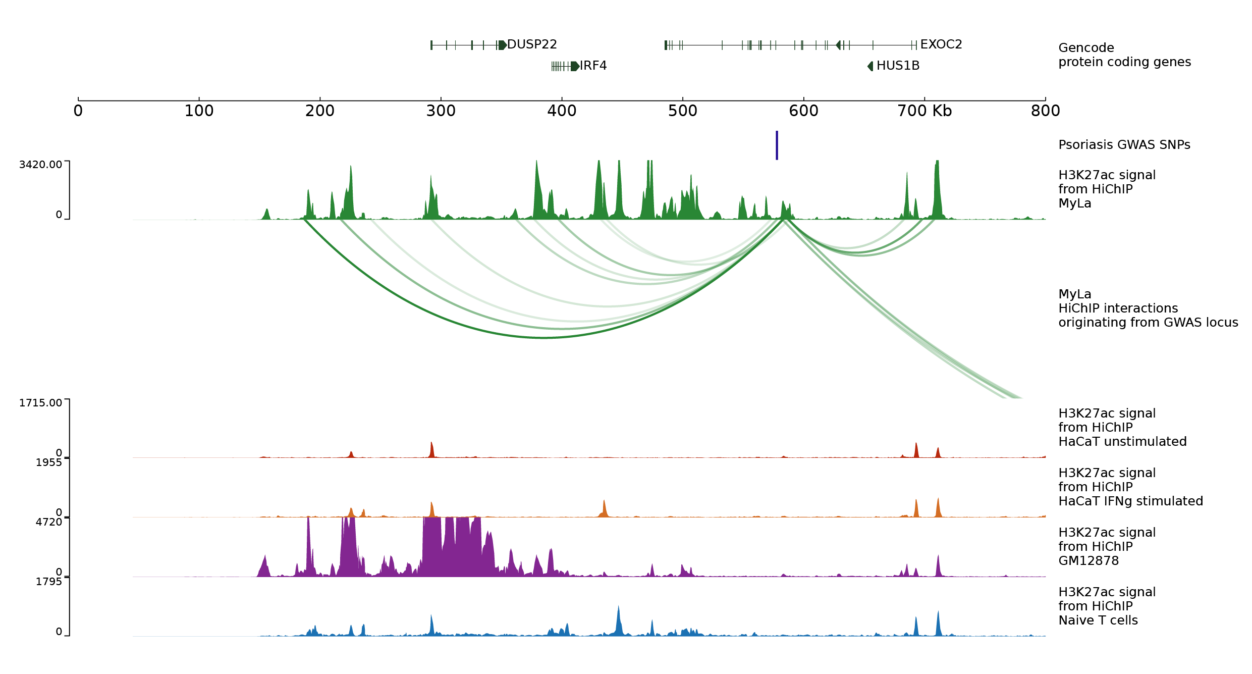 IRF4 figure