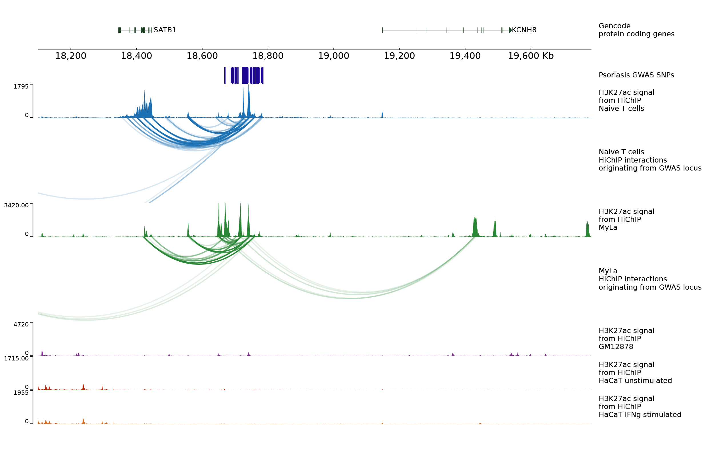 SATB1 figure