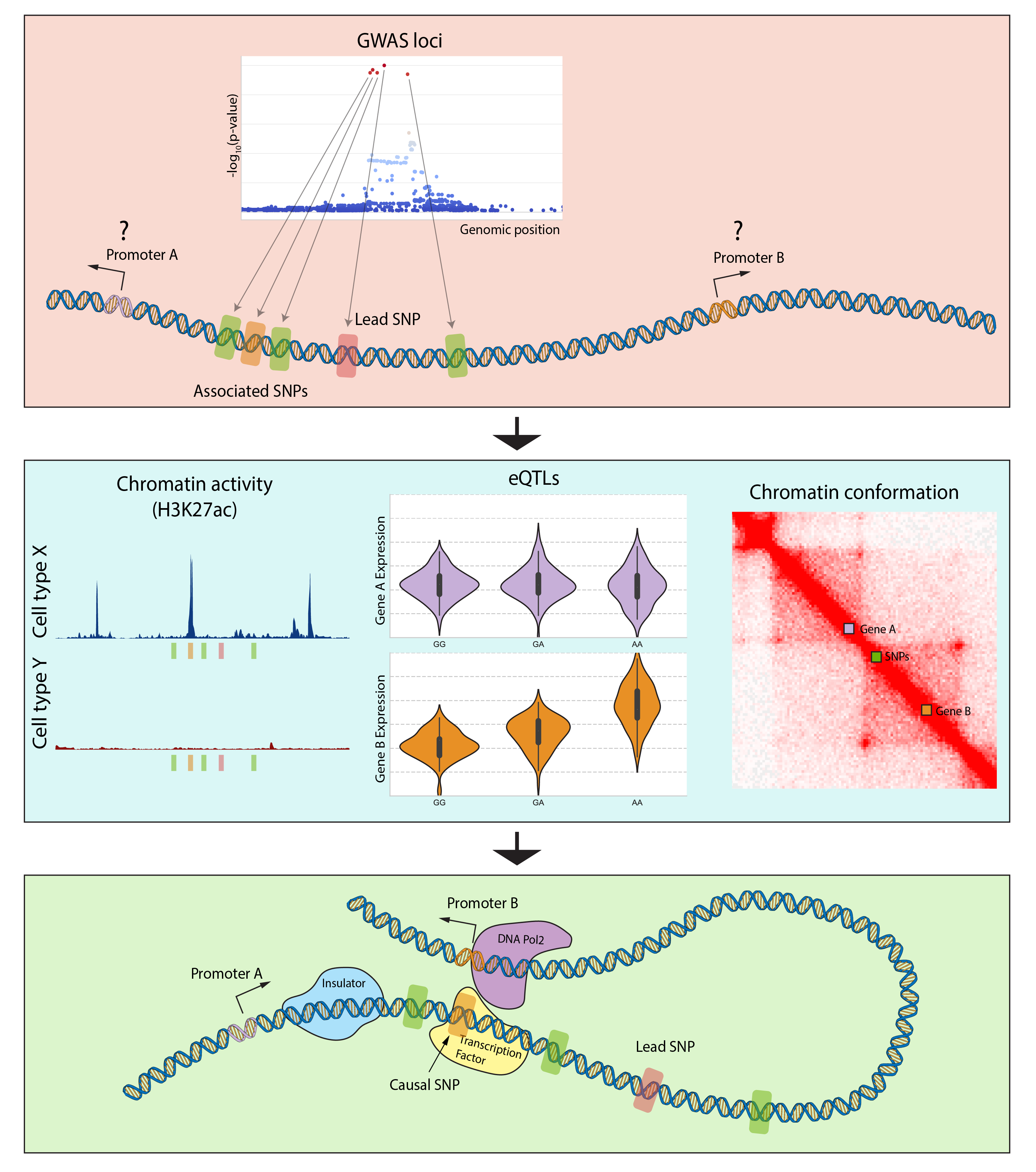 chromatin looping figure